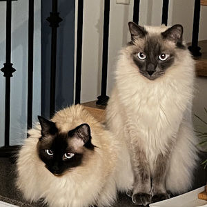 Meet your Posher, Al